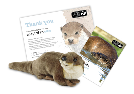 Adopt an otter | Surrey Wildlife Trust